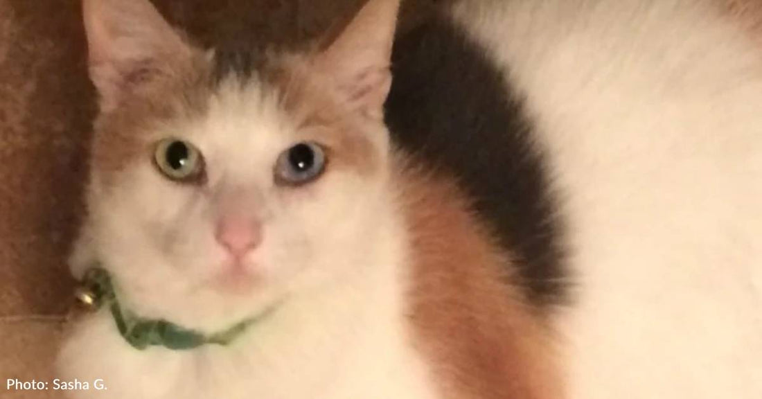 Cat Finally Finds Home After More Than Four Years in Shelter