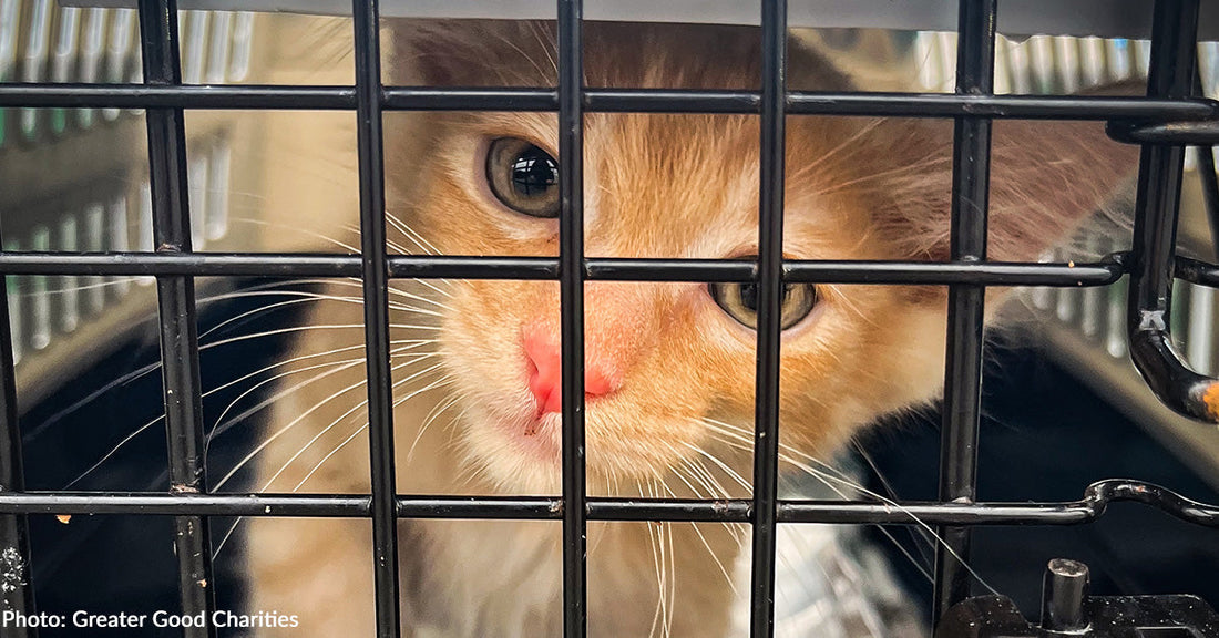 Over 130 Cats & Dogs Flown Out of Overcrowded LA Shelters to Freedom