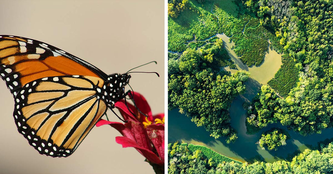 Proposed ESA Change Opens the Door to Bulldozing Critical Habitat for Profit