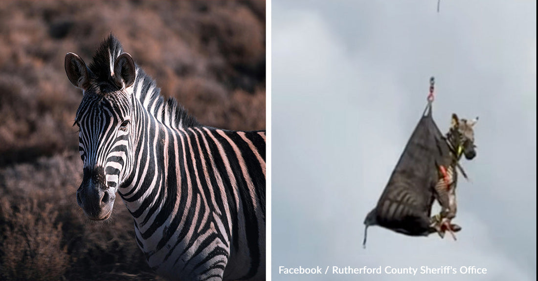 Runaway Zebra Airlifted Back Home After Wild Week Dodging Tennessee Authorities