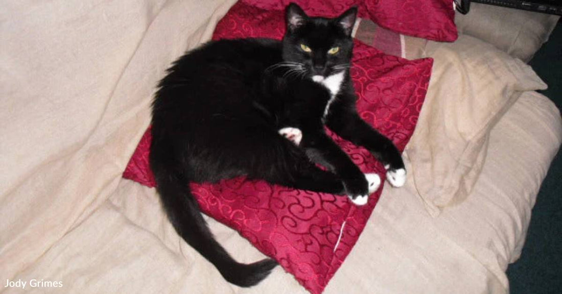 New Cat Wouldn't Leave Her Room for Months, But Finally Ventures Out