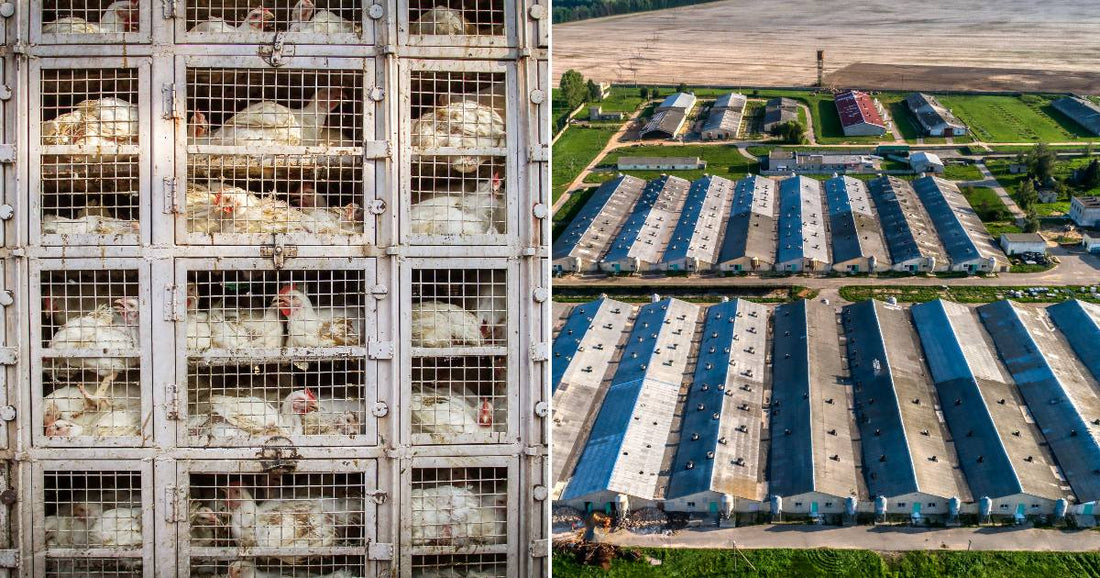 On the left, white chickens are crowded in stacked metal transport cages; on the right, an aerial view shows large industrial poultry farm buildings surrounded by fields.
