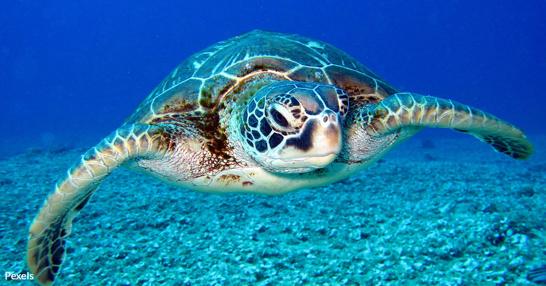 Plastic Foam Chokes Our Oceans and Threatens Marine Life