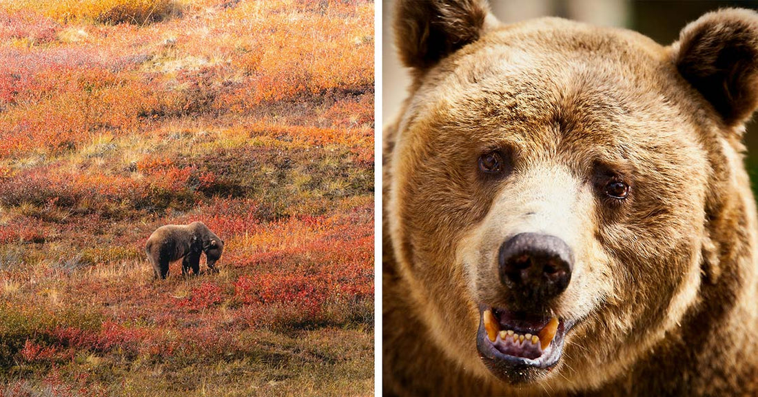 Split-frame image: left side shows a bear roaming in autumn tundra, right side shows a close-up of a bear’s face with its mouth open.