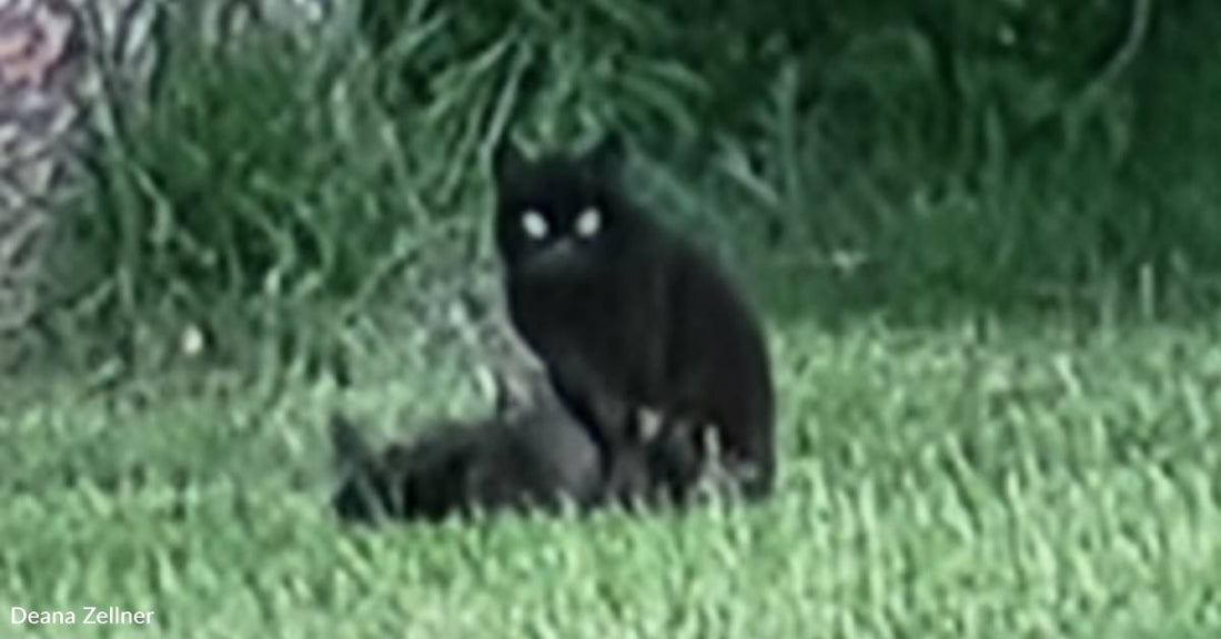 Sick Feral Cat Brings Her Kittens to Woman Who Feeds Her