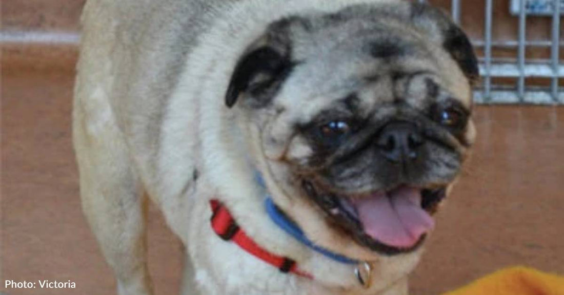 Stray Eight Year Old Pug Rescued, Finds Her Perfect Match