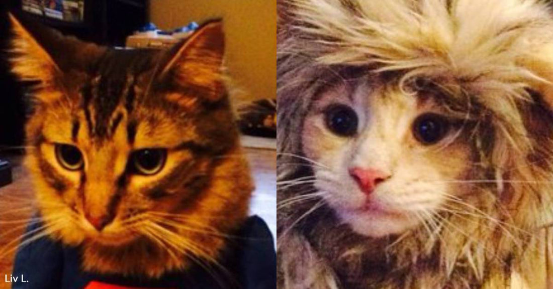 Boyfriend Who Didn't Want Two Cats is Won Over By Them