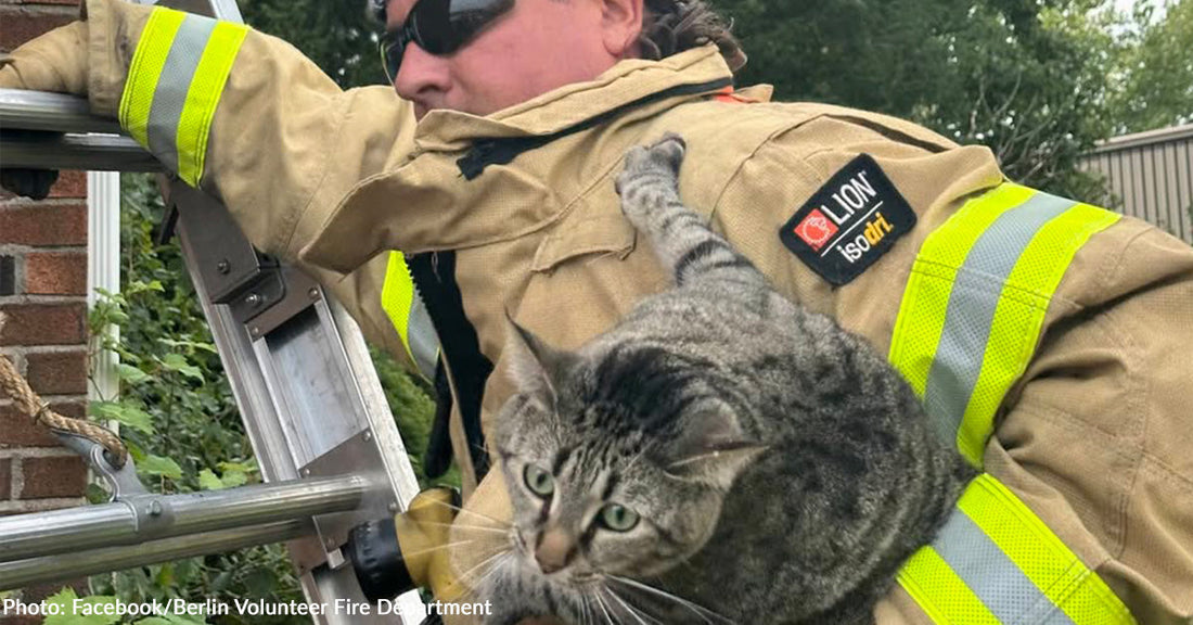 firefighter carrying tabby cat down ladder