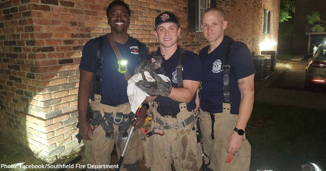 three firefighters holding kitten in white towel