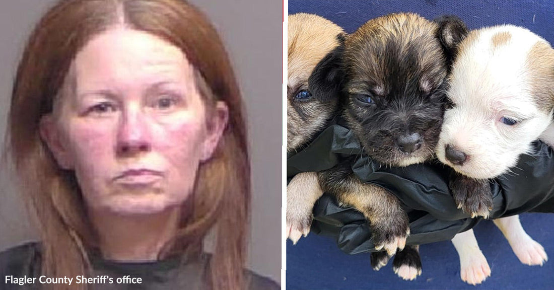 Woman Arrested On Felony Animal Cruelty Charges After 74 Dogs Rescued From Severe Neglect