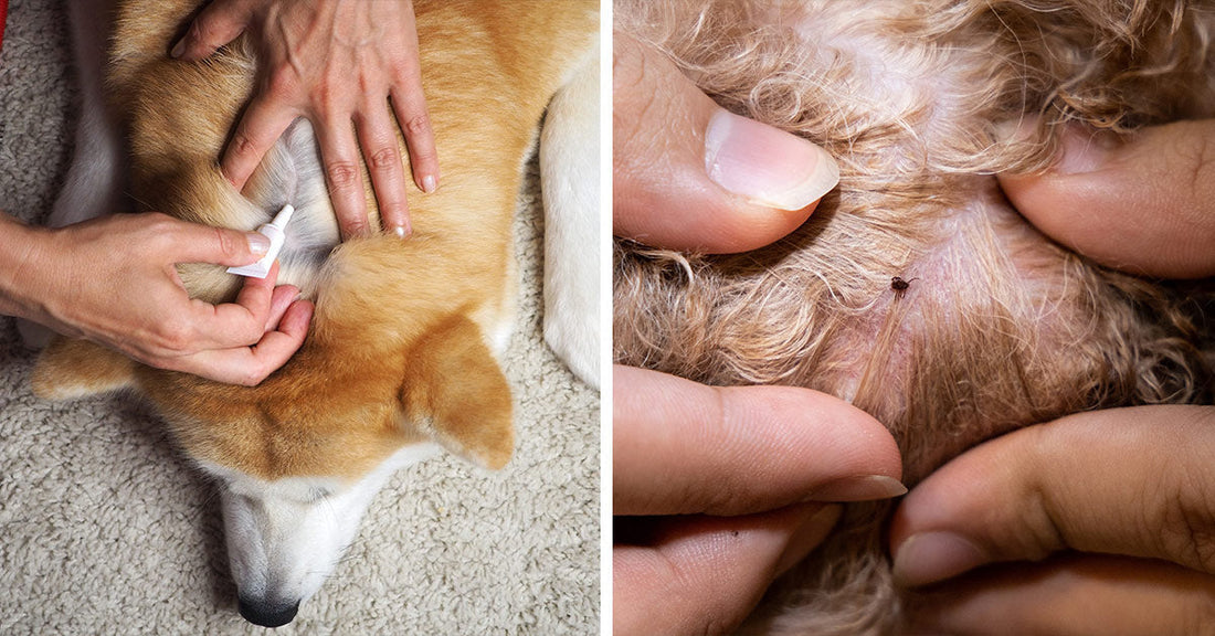 Split image: left shows flea treatment applied to a dog’s back, right shows a tick embedded in a dog’s skin.