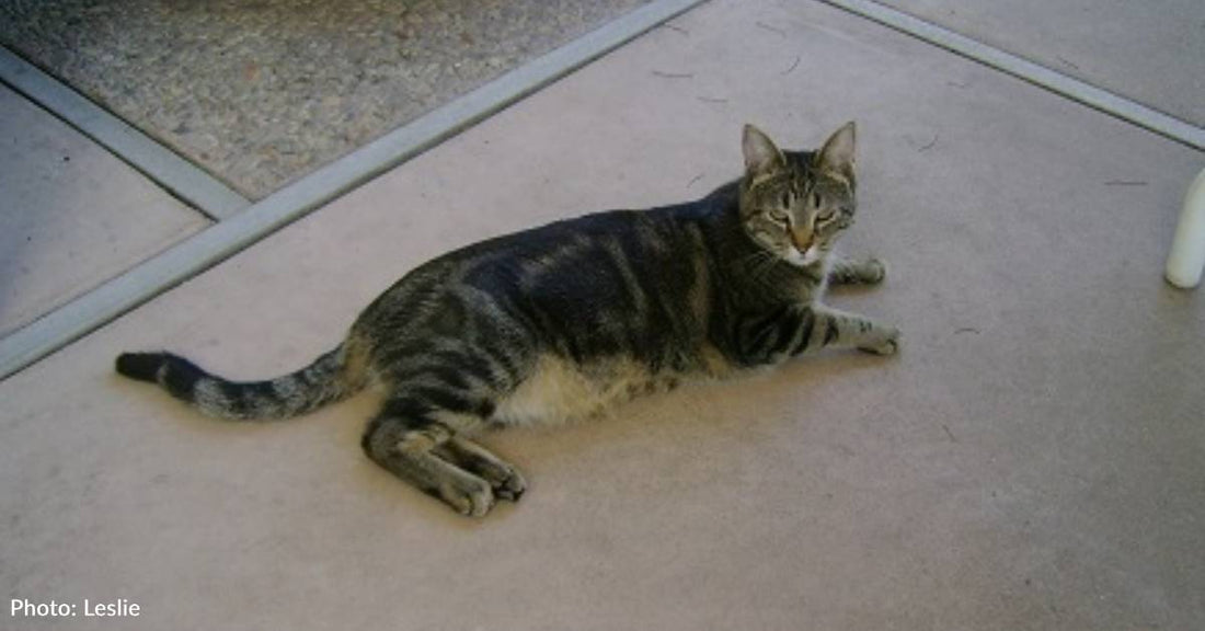 New Rescue Serves as 'Seeing Eye Cat' for Vision-Impaired Friend