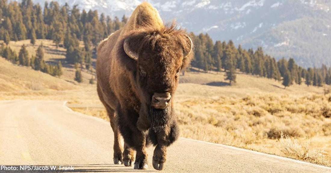 Florida Man Attacked by Bison at Yellowstone National Park