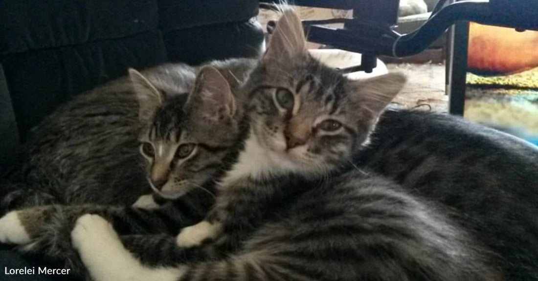 'Small, Scared and Sad' Feral Kittens Get Comfort From Resident Cat