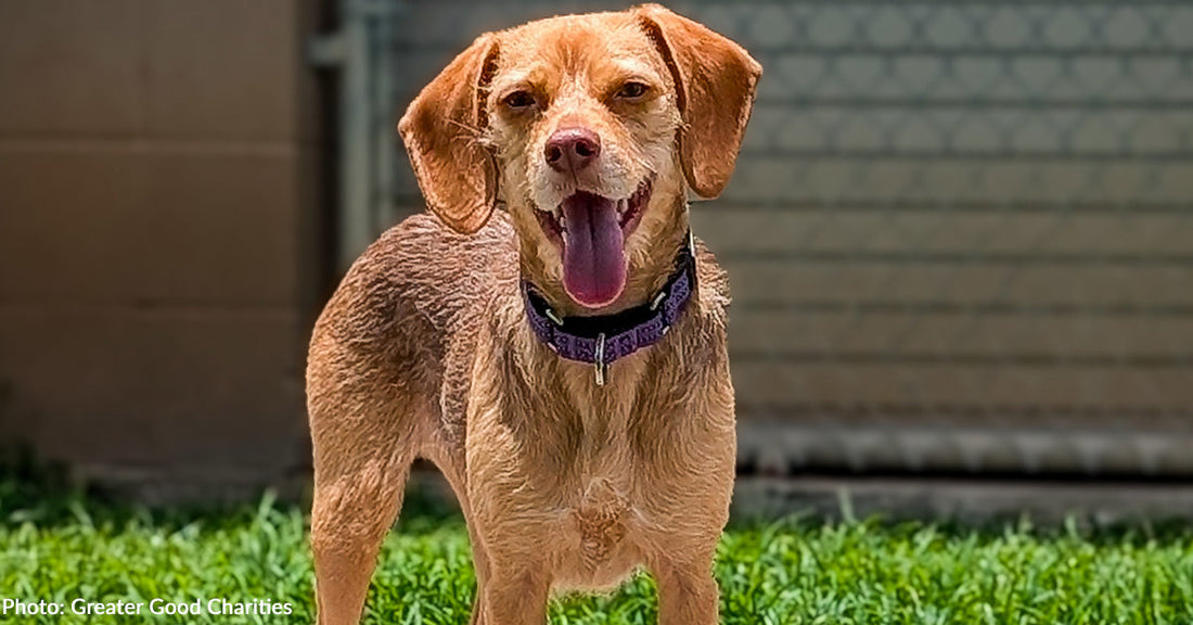 Help Fly Over 50 At-Risk Dogs at Overcrowded Shelters to Freedom