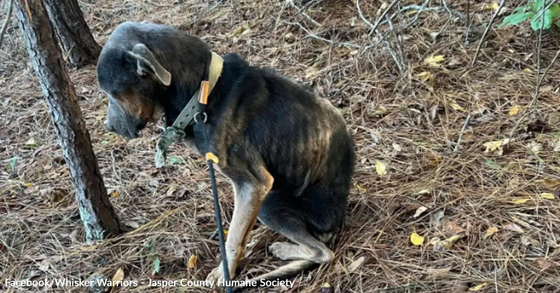 Thin dark-colored dog sits hunched on a forest floor covered in pine needles while attached to a collar and leash.
