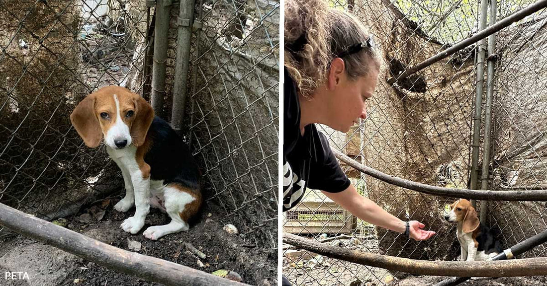 Split image showing the beagle puppy sitting in the pen beside a woman reaching out gently toward the puppy through the damaged enclosure.