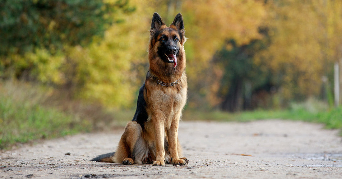 German shepherd sits alert on a dirt path with autumn trees blurred in the background.