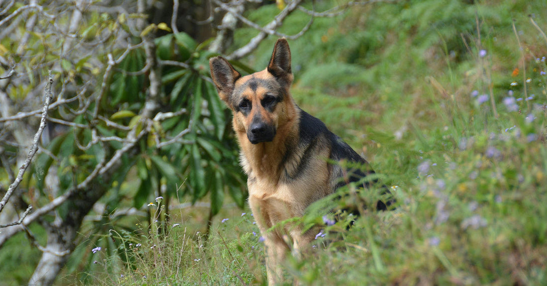 German shepherd standing alert in tall green grass on a hillside.