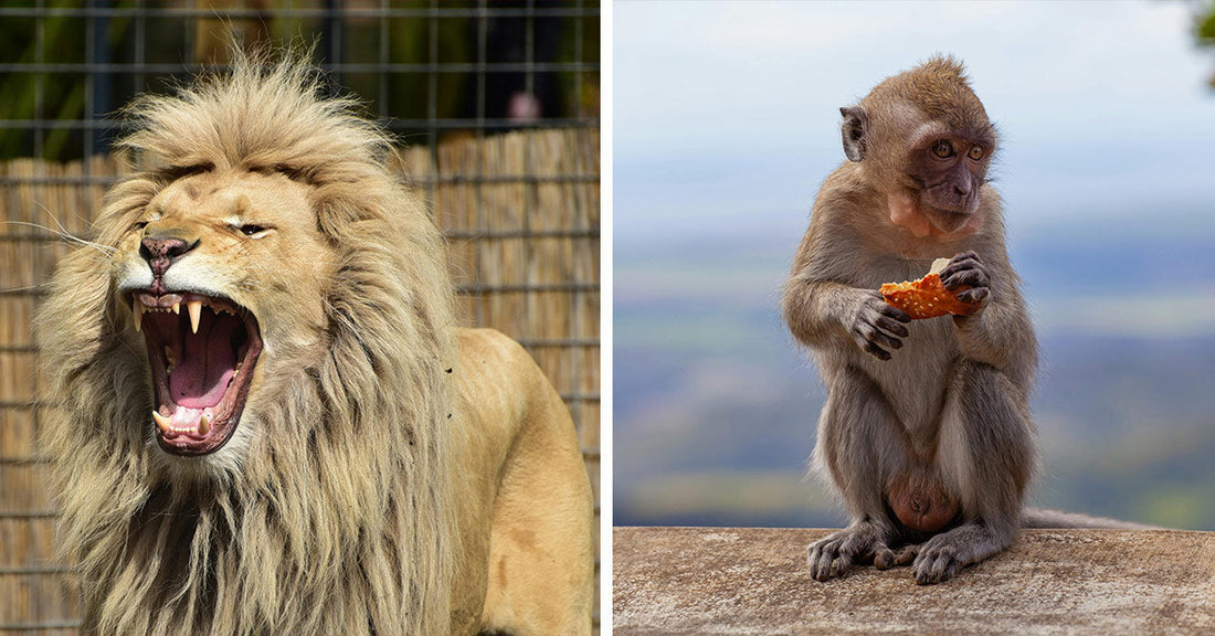 Protests Erupt Over Baboons Killed and Served to Zoo’s Big Cats