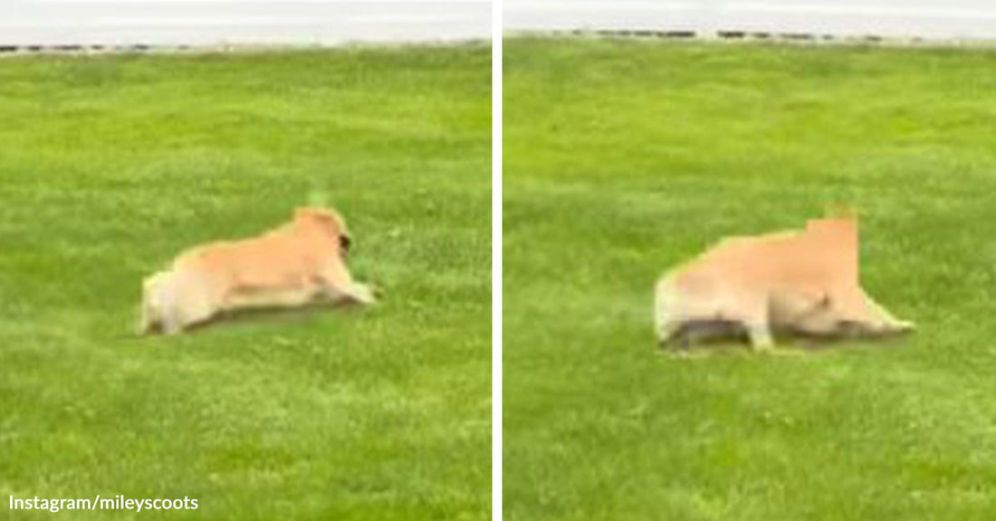 Split image of a small tan dog running low across bright green grass in two consecutive frames, captured mid-sprint from a distance.