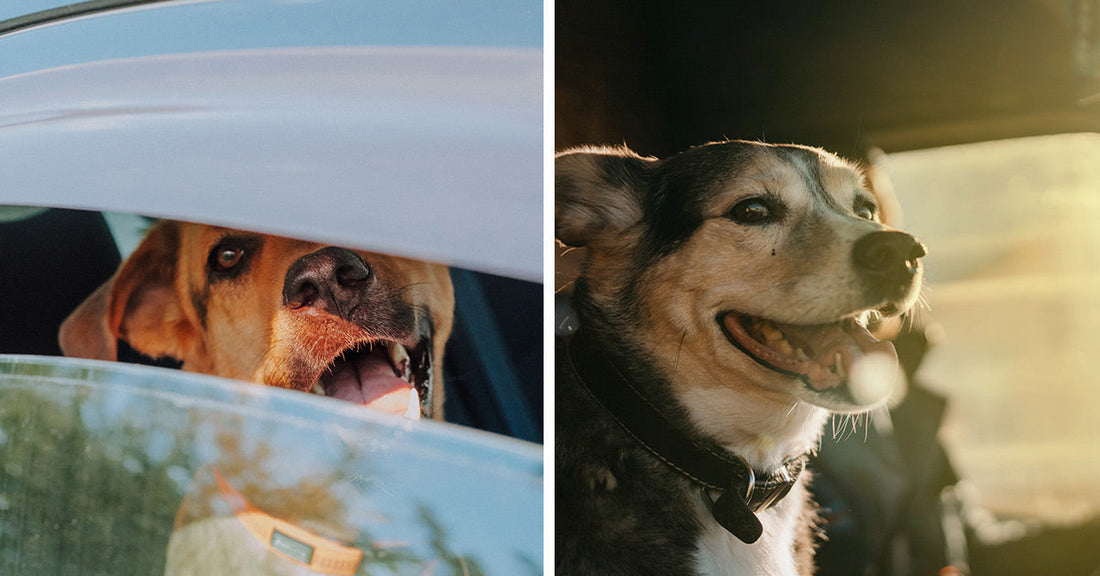 Split image showing a dog looking out from a cracked car window beside a yellow Labrador panting inside a parked red car.