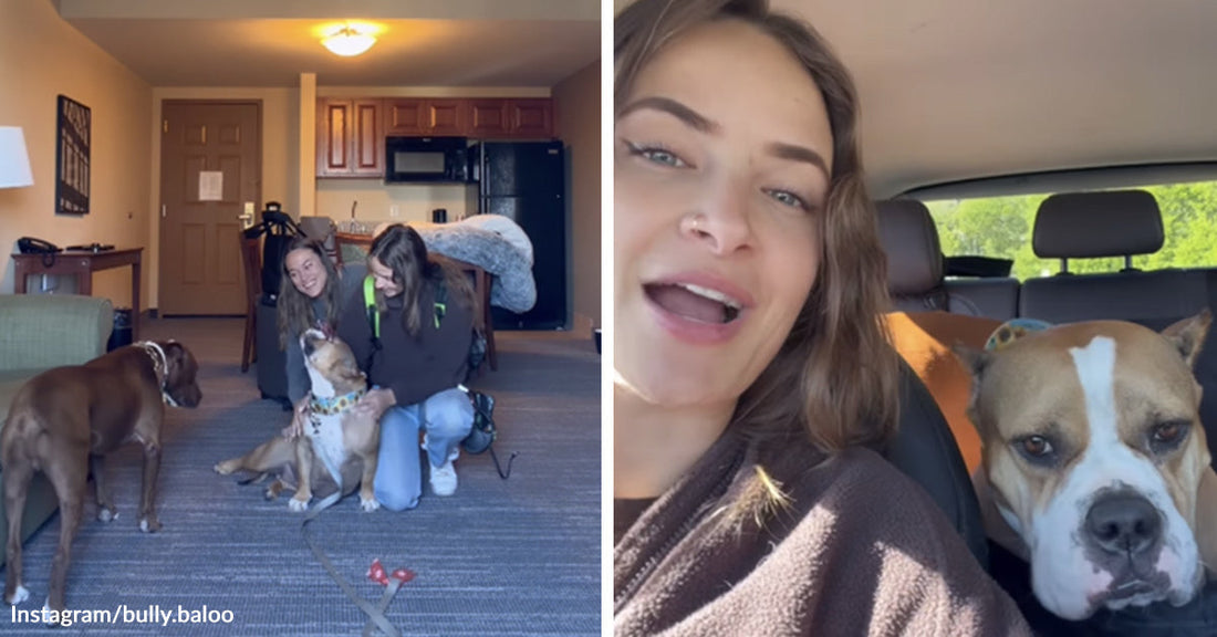 Women kneel on a hotel room floor, smiling and petting a dog. Right: A woman sits in the front seat of a car while a large brown-and-white dog sits beside her.