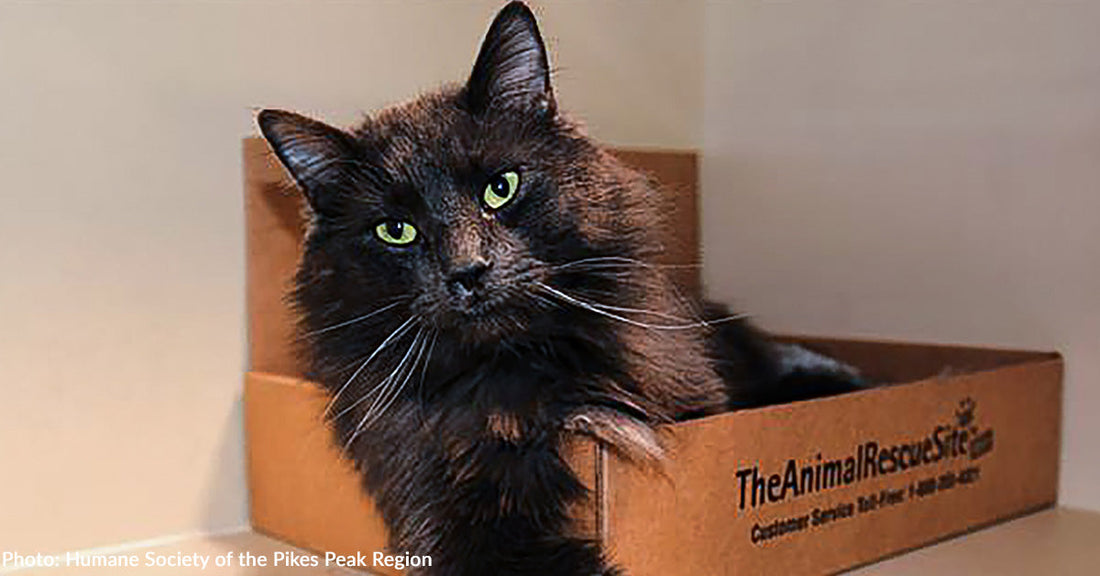 Shelter Cat Feels Like Royalty in Donated Cat Castle