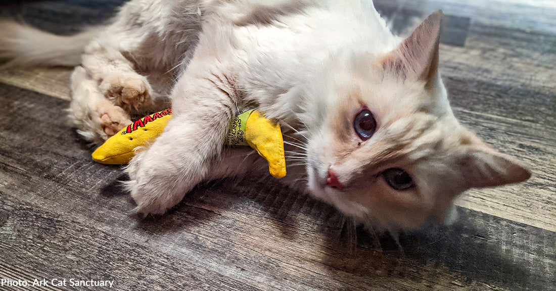 Scared Cat Found Hiding in Parking Lot Transforms into Playful and Loving Companion