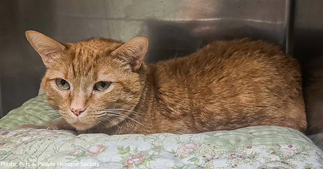 Cat Dumped on Shelter Bench is Now Thriving Thanks to Your Donations