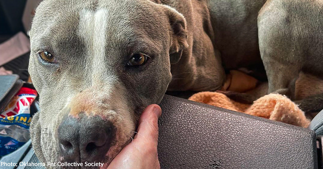 Emaciated Dog Abandoned in Backyard Learns to Trust and Love Again After Rescue