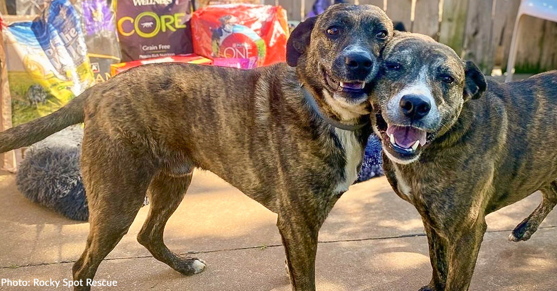 Malnourished Dogs Found Huddling Together on Side of Road Are Now Thriving Thanks to Your Donations