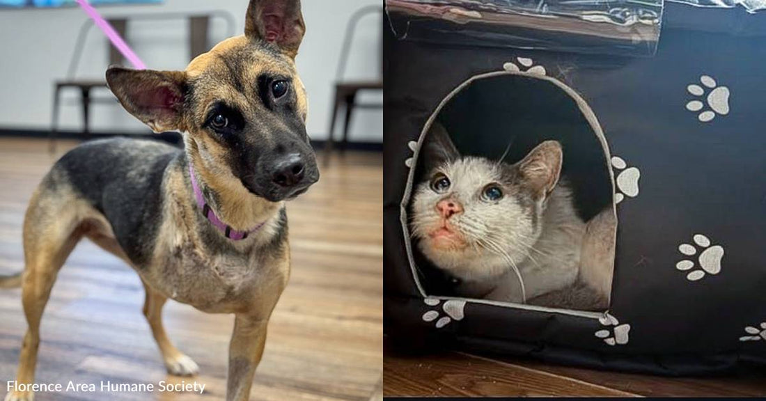 Dog Stuck in Trap, Cat Lost After Owner's Death Are Healing, Thanks to You