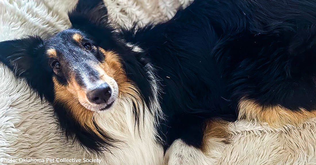 Heartworm-Positive Shelter Dog Steals Hearts of Staff and Volunteers Caring for Him