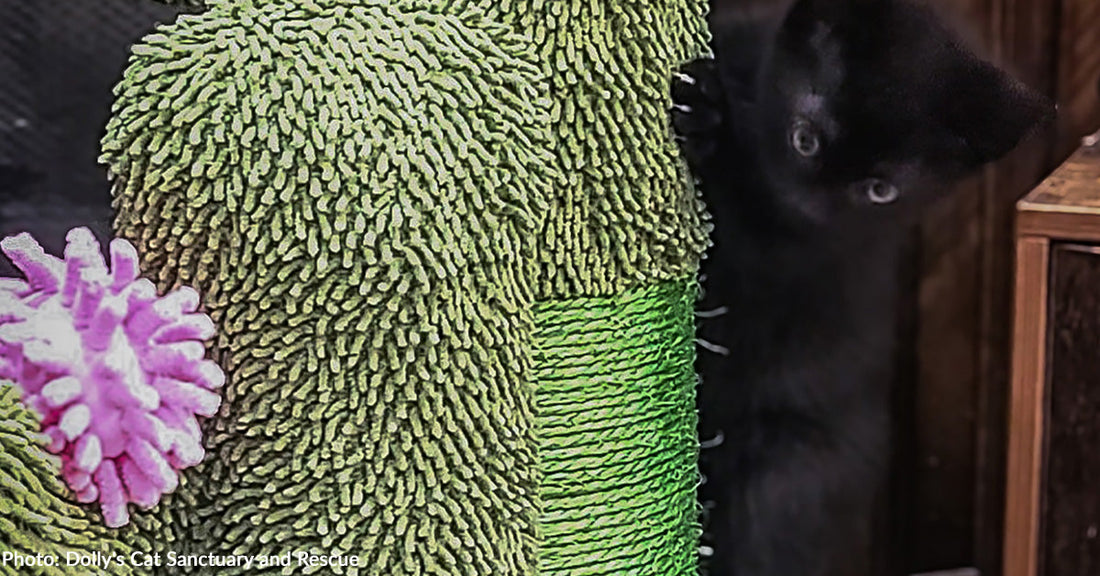 "Hiss & Spits" Kittens Go Bonkers for Donated Cactus Scratching Post