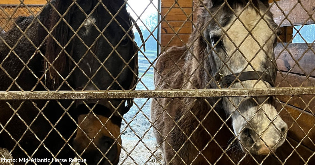Senior Horse Saved from Kill Pen Becomes Companion for Rescued Blind Horse