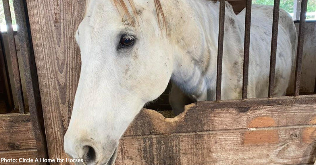 Off-Track Thoroughbred Saved from Kill Pen Just in Time