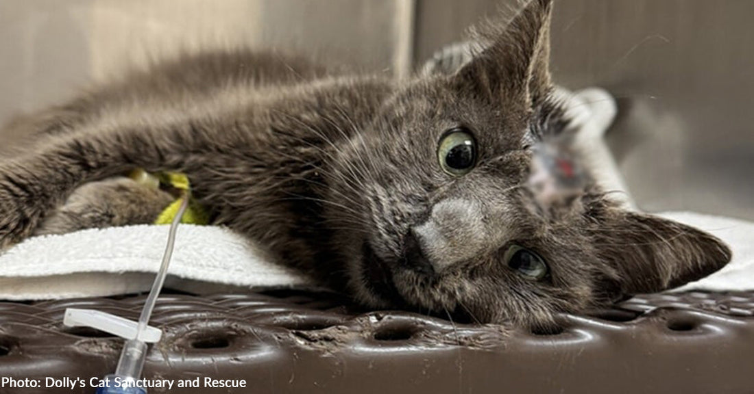 Emaciated Cat with Traumatic Head Wound Experiences Love in Her Final Days