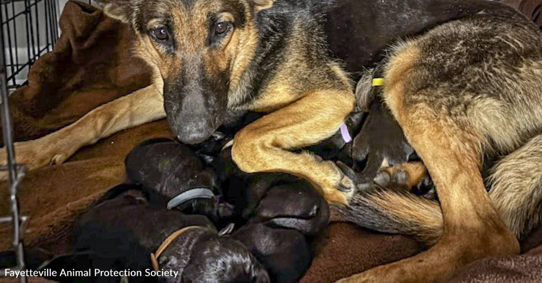 Stray Dog and Her 11 Puppies Rescued After Snowstorm