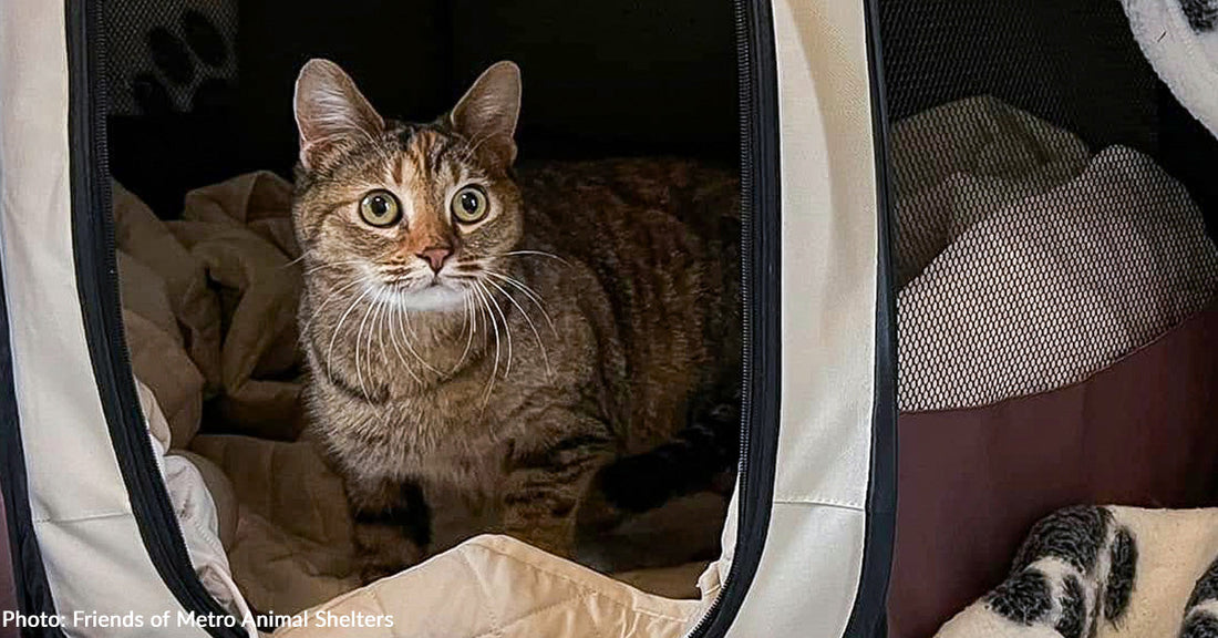 Homeless Woman Helps Rescue Pregnant Stray Cat from Life on the Streets