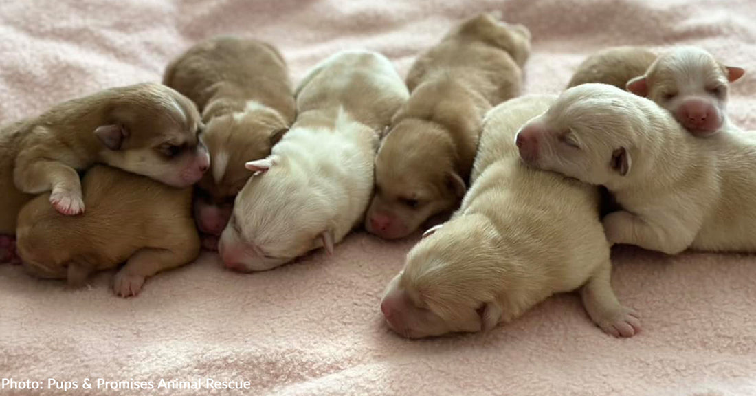 Pregnant Dog Hours Away From Being Euthanized Is Recovering Alongside Her Puppies, Thanks To You