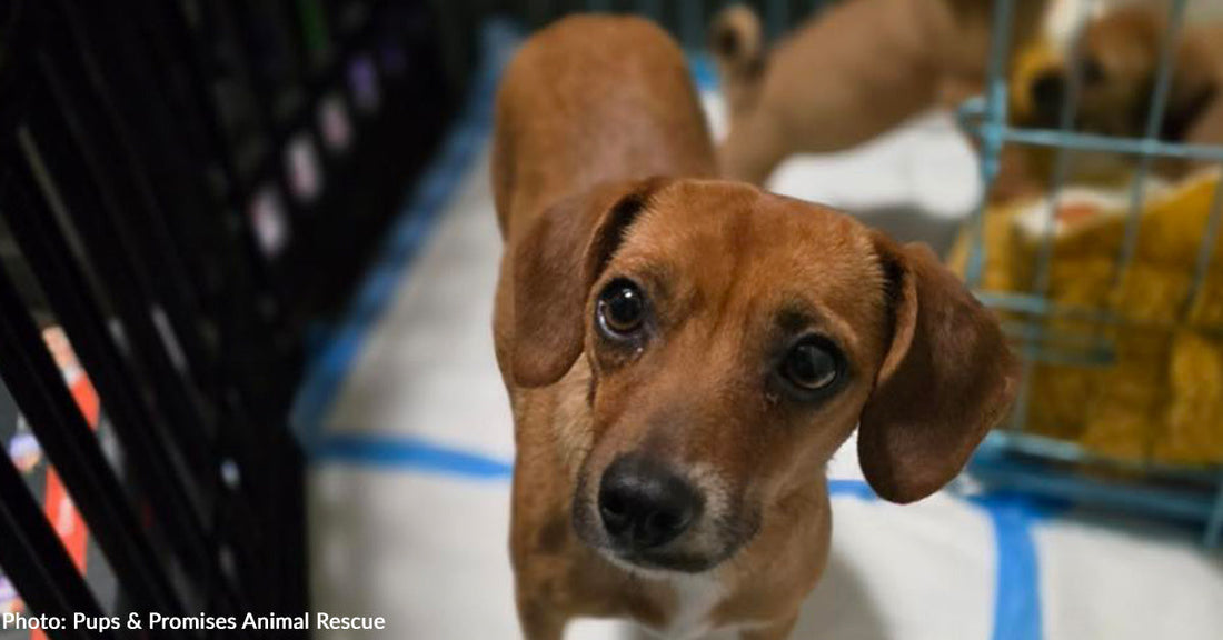 Stray Mama Dog Tucks Puppies in Tree Trunk to Keep Warm, Then Help Arrives