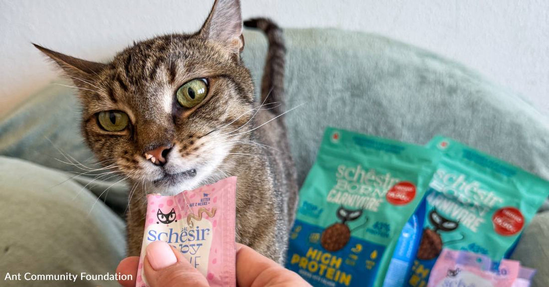 Shelter Cat Struggles to Find Home After Her 'Baby Charm Fades'