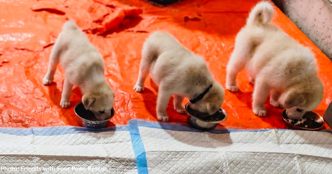 Puppies Dumped On Side Of Highway In Oklahoma On The Mend, Thanks To You