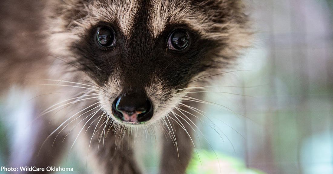 Orphaned Raccoons Thriving at Wildlife Rescue Thanks to Donated Food