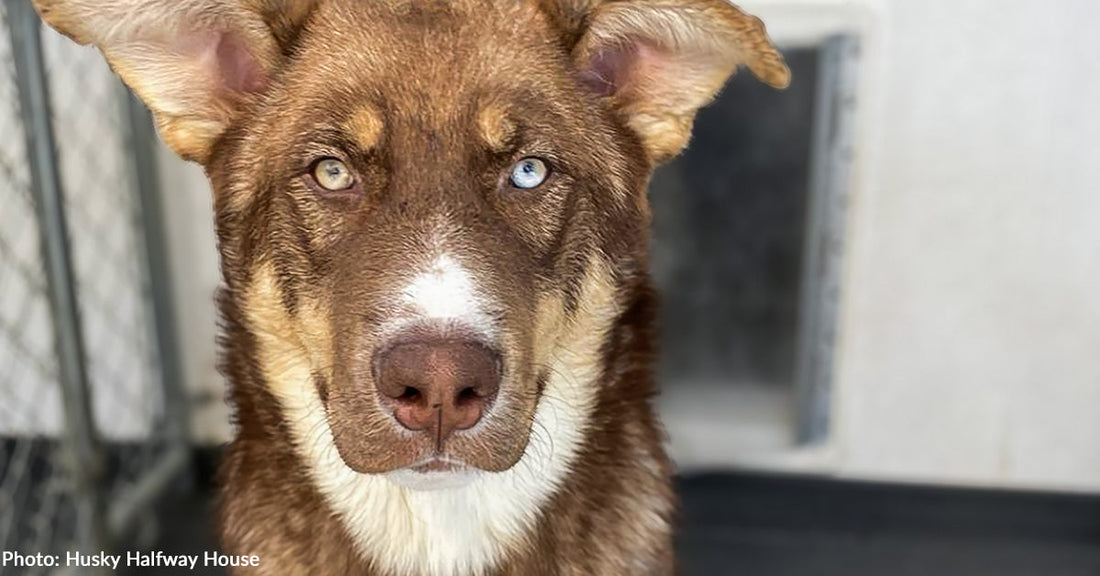 "Unique" Husky Mix Finally Finds Forever Home After 589 Days at Rescue