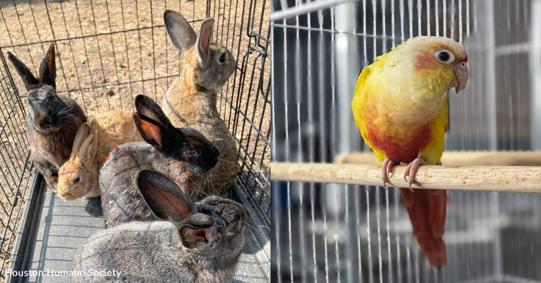 Shelter Saves Bunnies and Birds From Hoarding Situation, You Helped