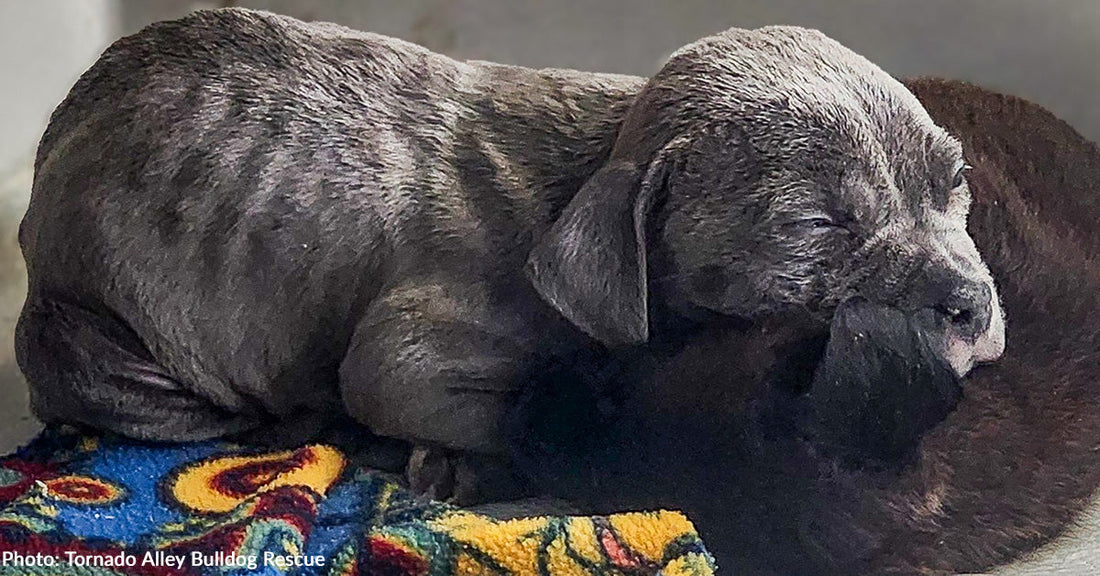 Orphaned Puppies "In Need" at Overcrowded Shelter Rescued Just in Time