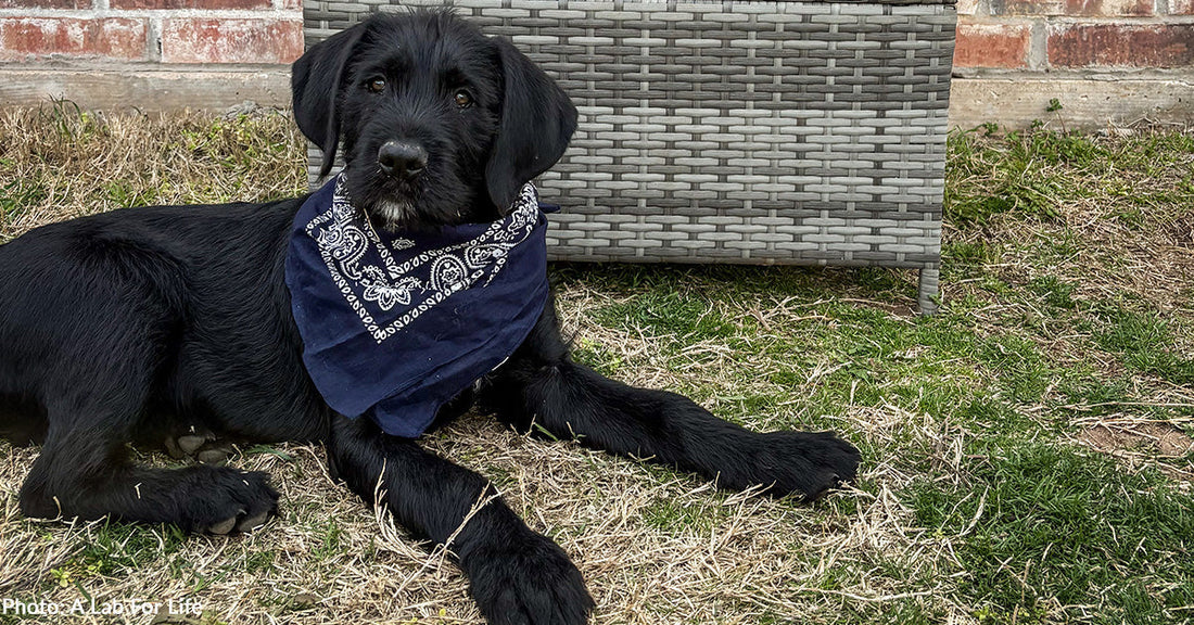 Rescued Puppy with Big Appetite Has Full Belly Thanks to You