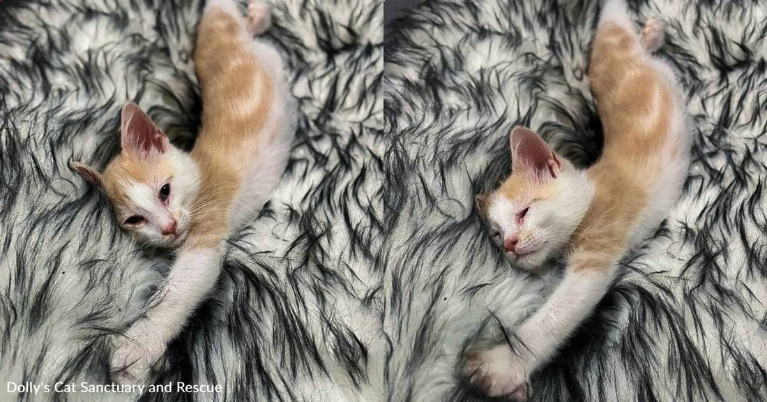 Kitten Named Ravioli is '100% in Love' with Bed You Helped Donate